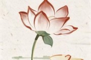 莲花壁纸高清图片大全_如何挑选不踩雷