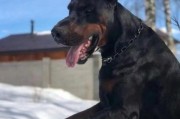 杜宾犬图片大全_杜宾犬有几种颜色