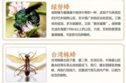 蜂子图片大全_蜂子种类识别方法