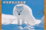 怀孕梦到狐狸是什么意思_怀孕梦见狐狸生男生女