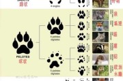 脚印图片大全_如何识别不同动物足迹