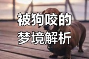 梦到狗是什么征兆_梦见狗咬人代表什么