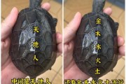 女人梦到乌龟是什么意思_女人梦见乌龟预示什么