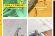 梦到螳螂是什么意思_梦见螳螂预示什么