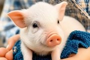 可爱的猪图片大全_小猪图片怎么拍才萌