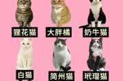 中国猫品种大全_哪种最适合家养