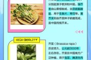 芥菜图片大全_芥菜品种怎么区分