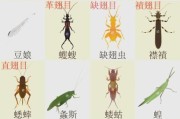 虫子图片大全_如何识别常见昆虫
