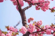 樱花图片大全高清图片_如何免费下载