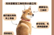 柴狗图片大全_柴犬和柴狗的区别是什么