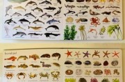 海洋生物大全图片_如何识别深海生物