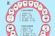 宝宝几岁换牙正常_乳牙脱落顺序
