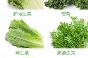 生菜图片大全_生菜品种怎么区分