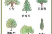 大树图片大全_如何识别常见树种