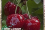 梦到樱桃是什么意思_梦见樱桃是胎梦吗