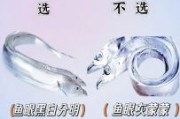 带鱼图片大全_如何挑选新鲜带鱼