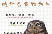 猫头鹰宝宝怎么养_猫头鹰宝宝吃什么