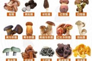 菌类大全名称_野生菌图片识别方法