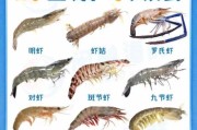 虾图片大全_如何挑选高清虾图