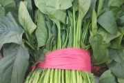 菠菜图片大全_菠菜怎么挑选新鲜