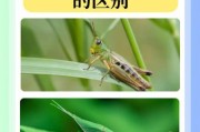 蝗虫图片大全_如何识别不同种类