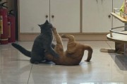 梦到和猫打架_周公解梦