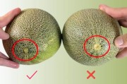 哈密瓜图片大全大图_如何挑选高清哈密瓜图