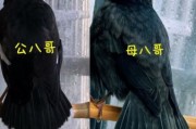 八哥图片大全_八哥鸟怎么区分公母