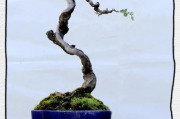 树桩盆景图片大全_如何挑选造型