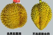 大榴莲图片大全_如何挑选成熟榴莲