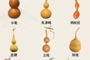 葫芦品种有哪些_葫芦图片大全怎么找