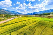 稻穗图片大全_如何拍摄金黄稻浪