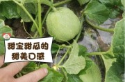 孕妇梦到甜瓜是什么意思_孕妇梦见甜瓜生男生女