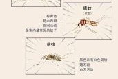 蚊子图片大全_如何辨别常见蚊种