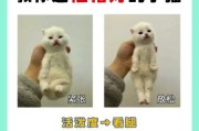 小猫咪图片大全可爱_如何挑选最萌瞬间