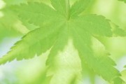 手机壁纸图片大全_高清手机壁纸怎么选