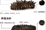 梦到海参是什么意思_梦见海参好不好