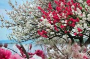 桃花图片大全高清图片_如何拍出仙气感