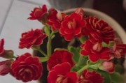梦到栽花是什么意思_梦到栽花预示着什么