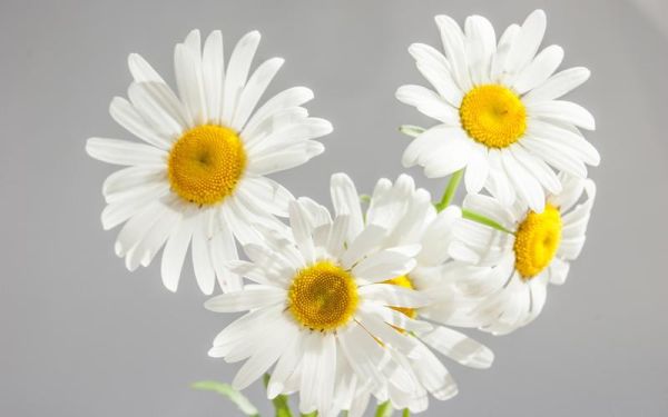 雏菊图片大全_雏菊高清壁纸怎么找