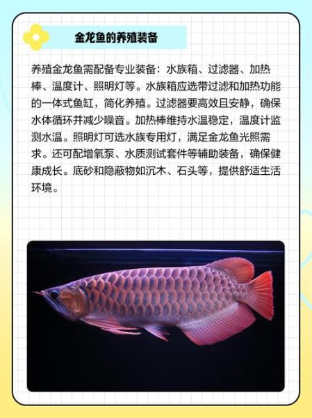 金龙鱼图片大全_如何挑选高清金龙鱼照片