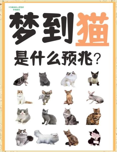 梦到猫死了是什么意思_猫死了预示什么