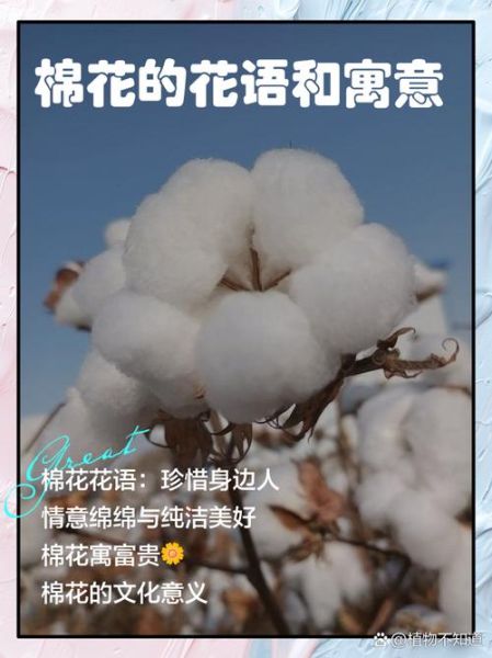 梦到棉花是什么意思_梦见棉花代表什么
