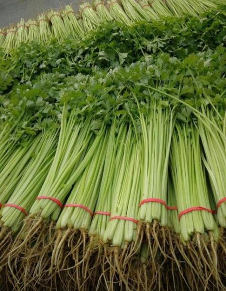 芹菜图片大全_芹菜长什么样