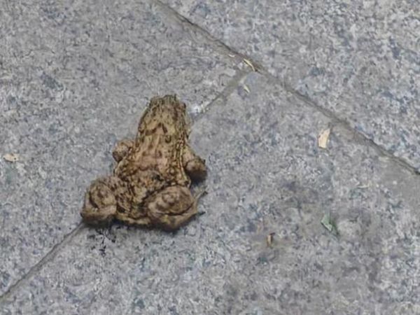 梦到大青蛙是什么意思_梦到大青蛙预示什么