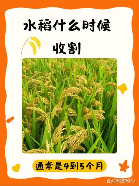 梦到水稻是什么意思_梦见水稻丰收好不好