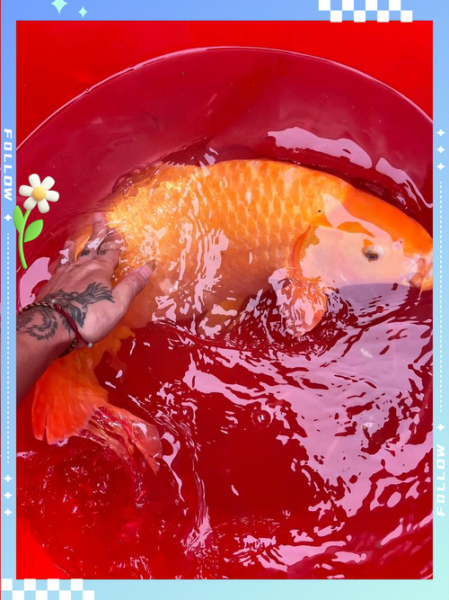 梦到抓到鱼是什么意思_梦见抓鱼代表什么