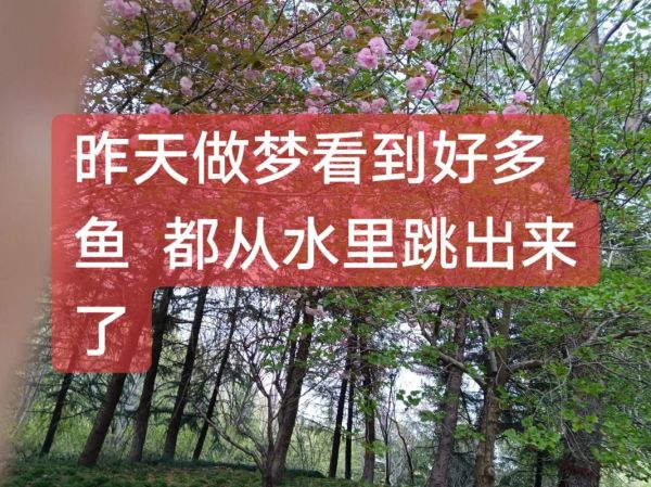 梦到抓到鱼是什么意思_梦见抓鱼代表什么