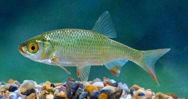 梦到抓到鱼是什么意思_梦见抓鱼代表什么