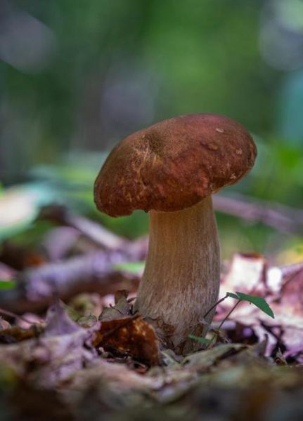 蘑菇高清图片大全_如何拍摄蘑菇高清图